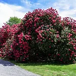 Domaine De Ronchinne - Maison Du Jardinier 3* Maillen